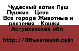 Чудесный котик Пуш-Пушкин › Цена ­ 1 200 - Все города Животные и растения » Кошки   . Астраханская обл.